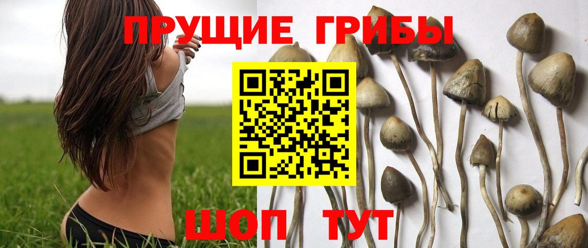 Галлюциногенные грибы MAGIC MUSHROOMS Гулькевичи